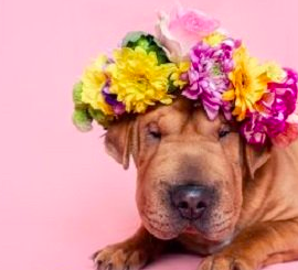 Dog photography – Adobe Photoshop homemade studio edit Free Download