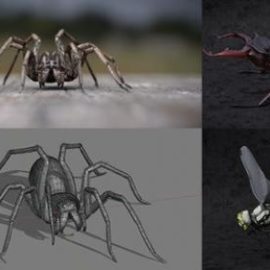 Udemy – Blender 2.81 – Spiders and insects creation from scratch