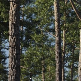Vertex Trees – Scots Pines Bundle (MAX, C4D, Houdini, FBX)