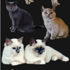 PNG clipart Cats Free Download