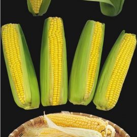PNG clipart Corns Free Download