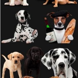 PNG clipart Dogs Free Download