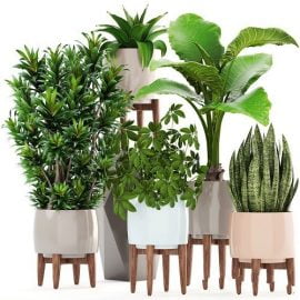 Collection plants 3D model Free Download
