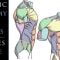 Dynamic Anatomy for Artists – Muscles of the Torso