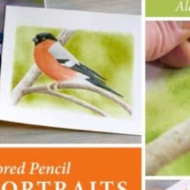 Colored Pencil Bird Portraits