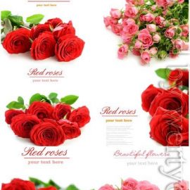 Bouquets of lovely roses stock photo Free Download
