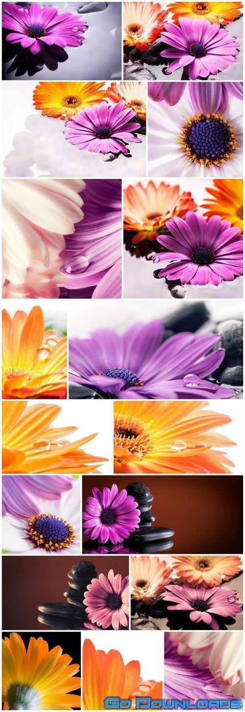 Fiori in acqua Gerbera Set of 17xUHQ JPEG Professional Stock Images Free Download
