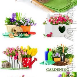 Flowers and plants gardening stock photo Free Download