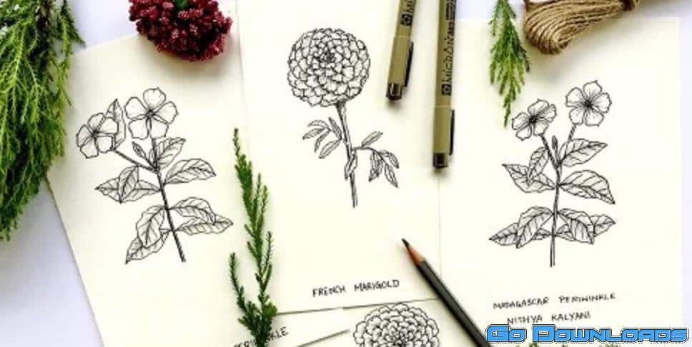 Learn to draw Flowers: French Marigold + Madagascar Periwinkle