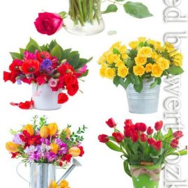 Roses tulips poppies and hyacinths stock photo Free Download
