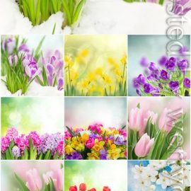 Tulips hyacinths and daffodils stock photo Free Download