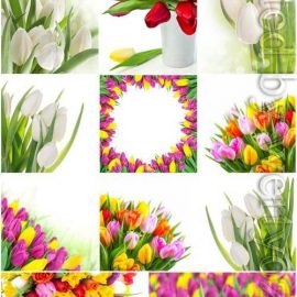Tulips of different varieties stock photo Free Download