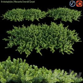 Arctostaphylos | Manzanita Emerald Carpet # 1 Free Download