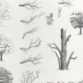 Complete Trees Drawing Course