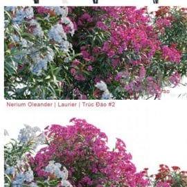 Nerium Oleander | Laurier | Trúc Đào # 2 Free Download