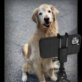 Dog/Pet Photography Using Just Your iPhone & Natural Light