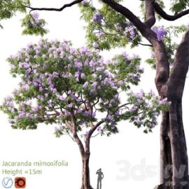 Jacaranda mimosifolia | Height = 15m # 3 Free Download