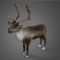 Reindeer 3D model Free Download