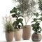 Plant Collection 972 | Vray Free Download