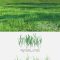 Set for the Creation of Field Grass and Lawns | Vray+Corona Free Download